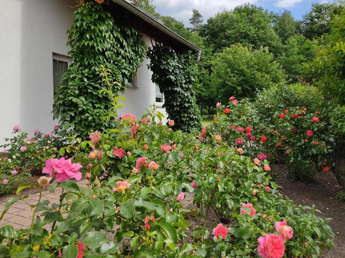 Grosszuegige Ferienwohnung Am Waldesrand Im Seenland Lauta Exterior photo